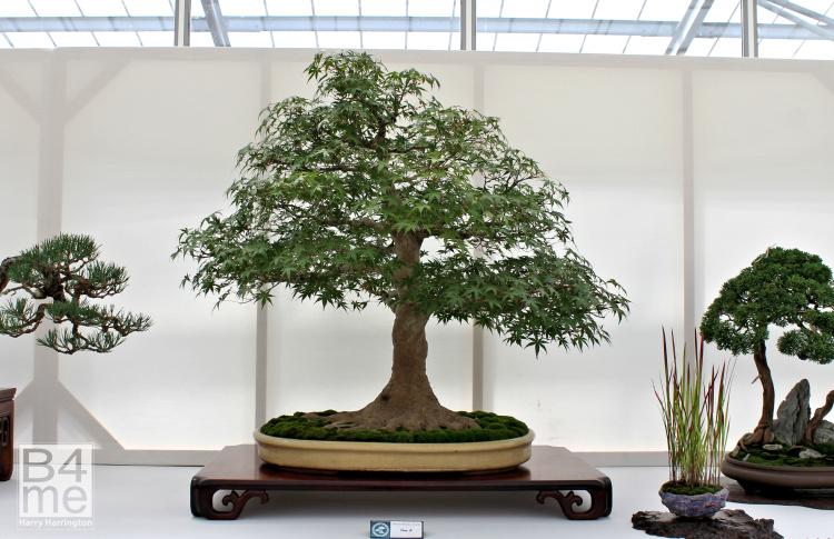 Acer palmatum/Japanese Maple bonsai